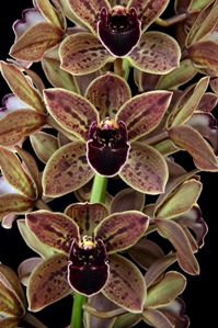 Cymbidium Charles Weckerle Thrun Pat AM/AOS 83 pts.